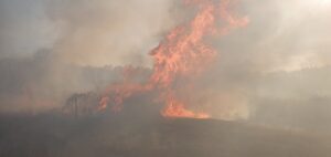 Developed wildfire with large flames and smoke on heathland